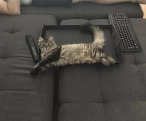 Fluffy_Place_s.webp
