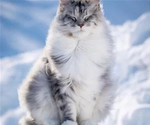 Fluffy_Wind_s.webp