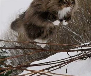 Flying_Cat3477_s.webp