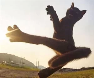 Flying_Ninja_Cat8292_s.webp