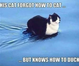 Forgot_How_To_Cat9061_s.webp