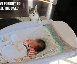 Forgot_To_Tell_The_Cat4658_s.webp