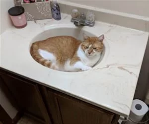 Found_A_Bed1255_s.webp