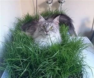 Found_Some_Grass_To_Sleep_In_s.webp