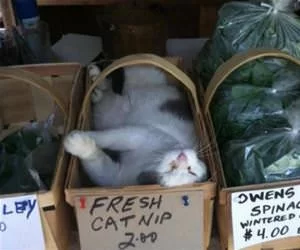 Found_The_Fresh_Catnip_s.webp