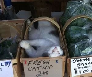 Fresh_Nip_s.webp