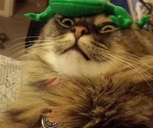 Frog_Head_s.webp