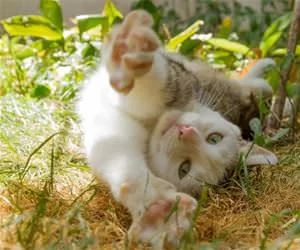 Full_Stretch7521_s.webp