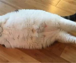 Fullll_Stretch_s.webp