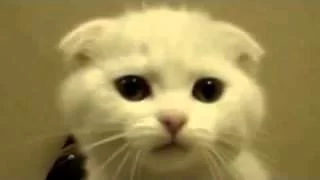 funny-cat-talking-funny.webp