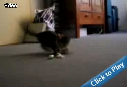 funny-kitten-playing.webp