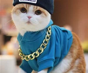 G_Cat_s.webp