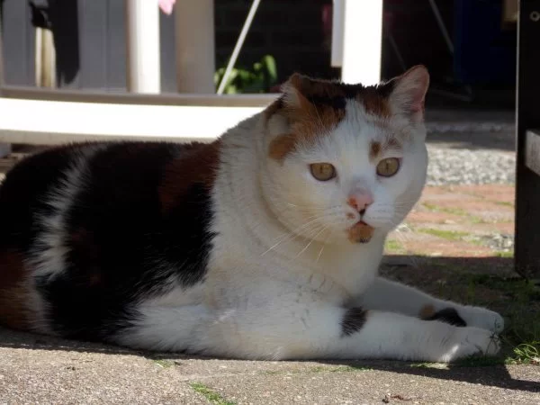 geen-ijs-warm-weer-kat-kattenherplaatsing-voorlichting2.jpg