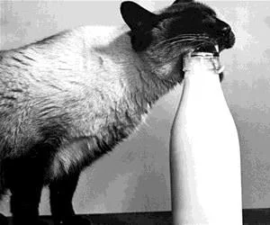 Get_Me_Some_Milk_s.webp