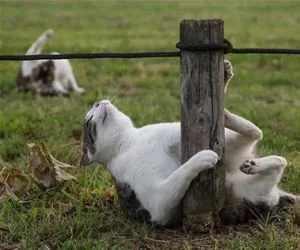 Get_The_Pole_s.webp