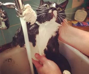 Getting_A_Bath_s.webp