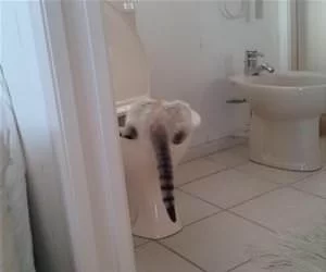 Getting_A_Sip2325_s.webp