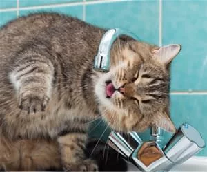 Getting_A_Sip_Of_Water_s.webp