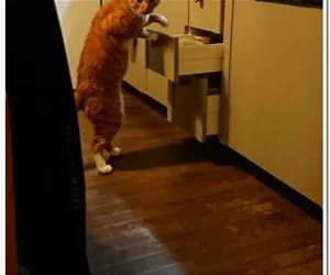 Getting_A_Snack4874_s.webp