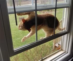 Getting_Out_The_Window_s.webp