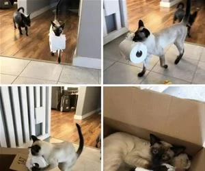 Getting_Some_Toilet_Paper_s.webp