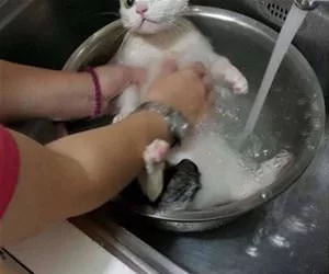 Getting_Super_Clean_s.webp