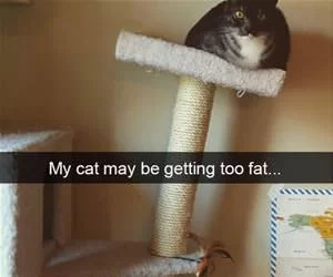 Getting_Too_Fat4332_s.webp