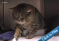 giant-fat-cat.webp