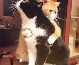Give_Me_Hugs_s.webp