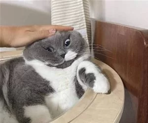 Give_Me_Pats_s.webp