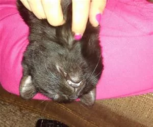 Give_Me_Some_Pets_s.webp