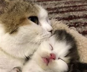 Giving_A_Kiss_s.webp
