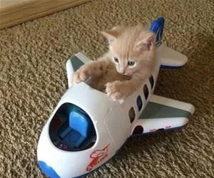Going_To_Be_A_Bumpy_Flight_s.webp
