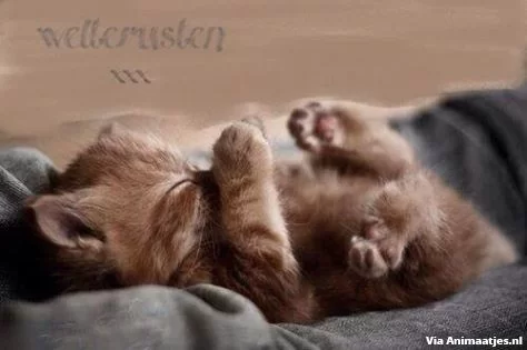 good night 02.webp