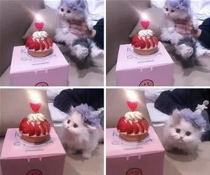Got_A_Nice_Cake_s.webp