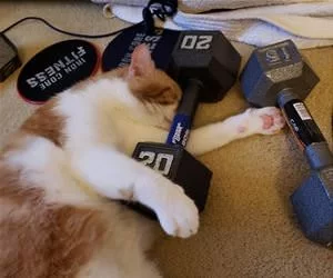 Got_Me_Some_Weights_s.webp