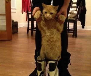 Got_My_Boots_On_s.webp