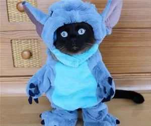 Got_My_Costume_s.webp
