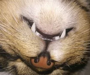 Got_My_Fangs_Out_s.webp