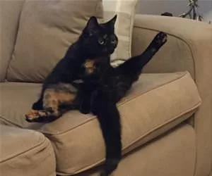 Got_My_Leg_Up_s.webp