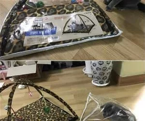 Got_My_New_Bed_s.webp