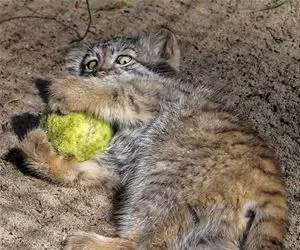 Got_The_Ball_s.webp