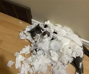 Got_The_Paper_s.webp