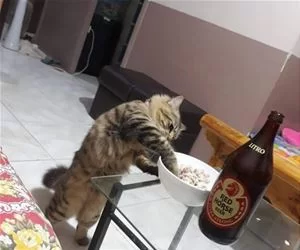 Grabbing_A_Snack_s.webp