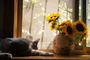 gray-cat-near-brown-vase-with-sunflowers-674580-300x200.webp