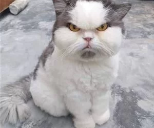 Grrr1839_s.webp
