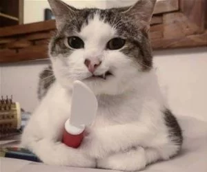 Grrr_s.webp