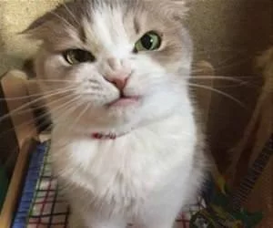 Grrrrrrrr5397_s.webp