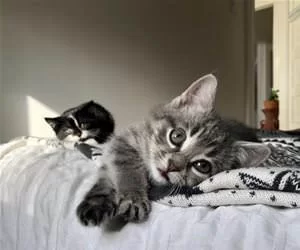 Haha_Meow_s.webp
