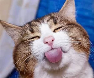 Haha_Nana_s.webp